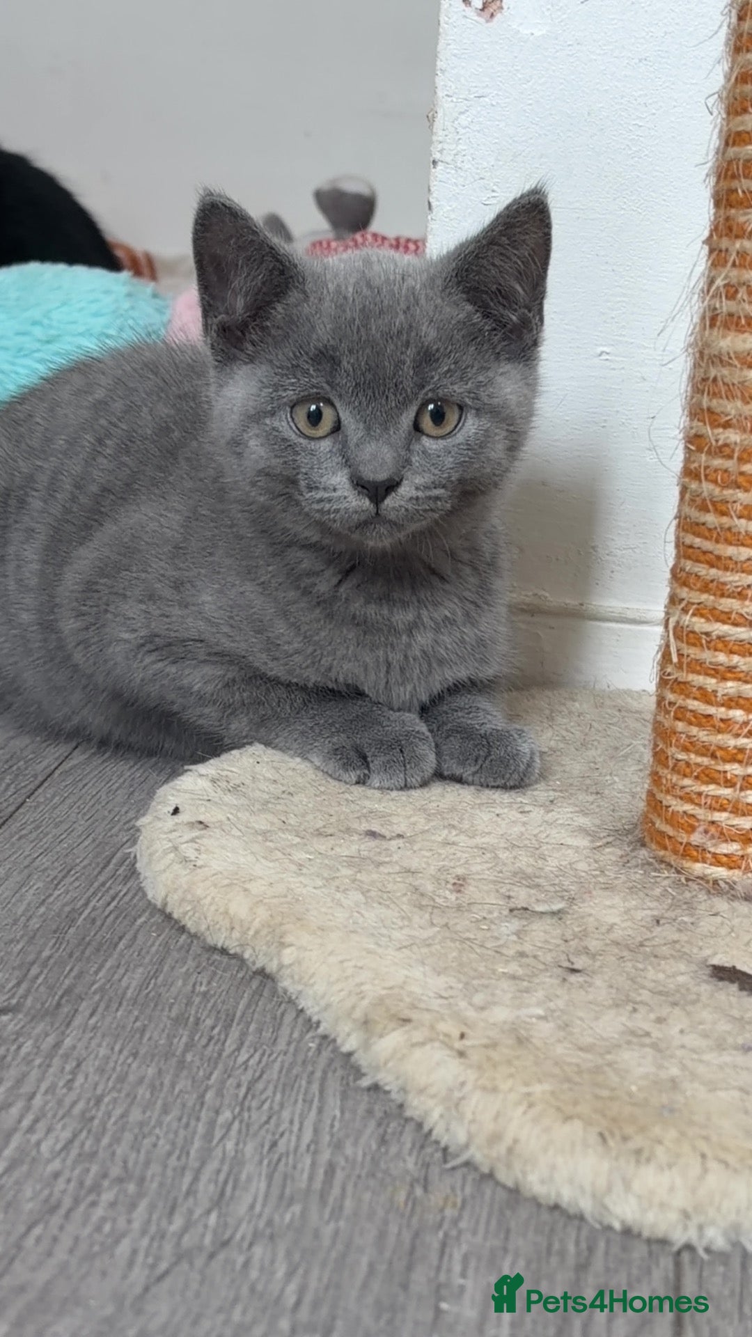 British Shorthair cats for sale: Last British Blue boy ♥️ - Advert 1
