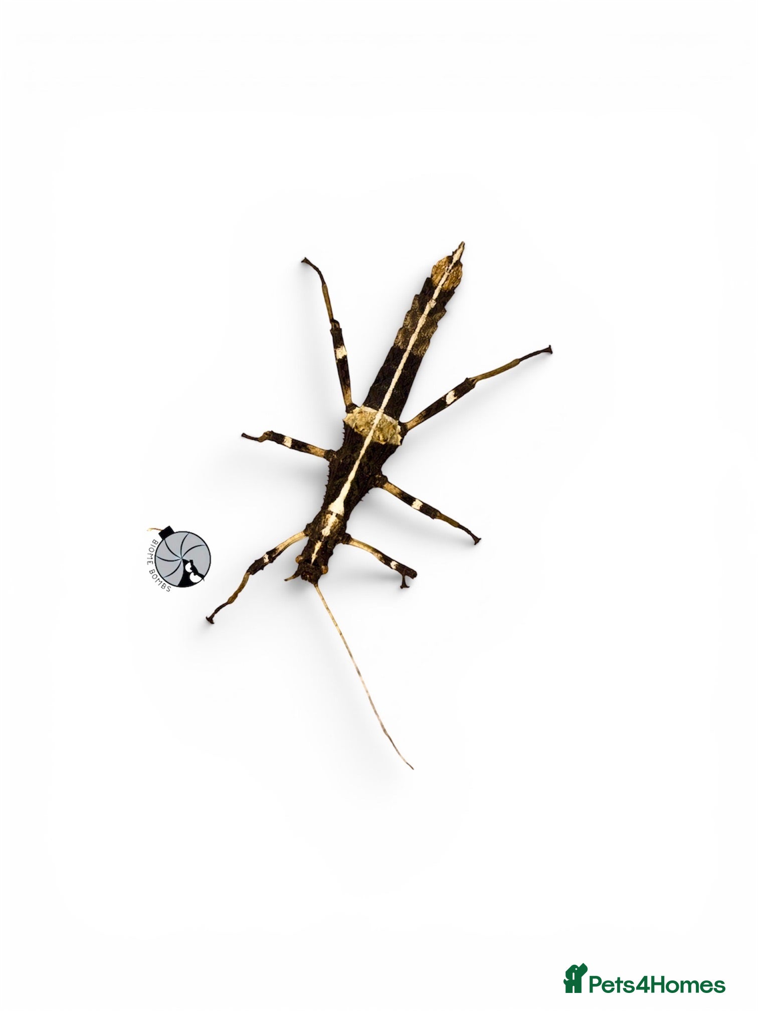Stick Insects invertebrates X5 SUNNY STICK INSECTS happy to ship  - Advert 9