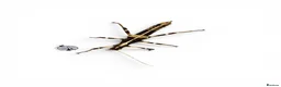 Stick Insects invertebrates for sale: X5 SUNNY STICK INSECTS happy to ship  - Advert 1