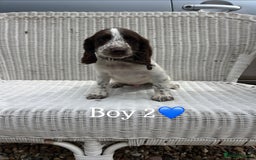 English Springer Spaniel dogs for sale: English springer spaniel puppies for sale - Image 4
