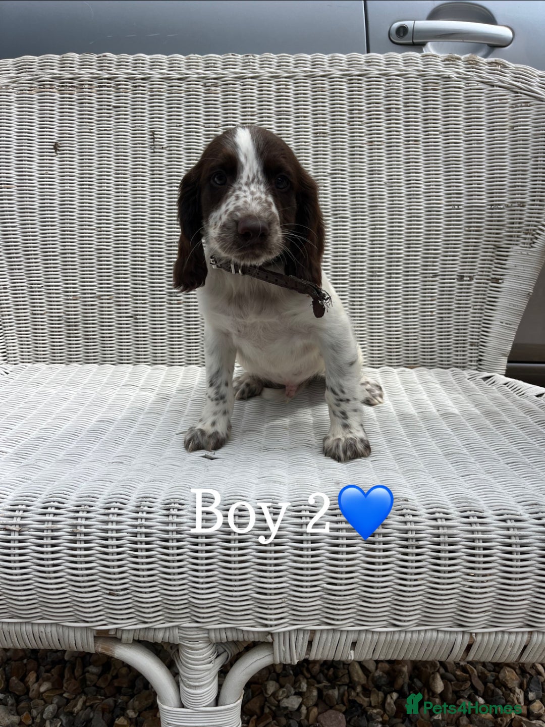 English Springer Spaniel dogs for sale: English springer spaniel puppies for sale - Image 4
