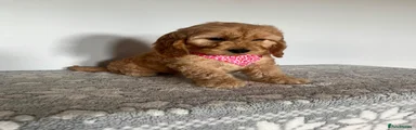 Cockapoo 2