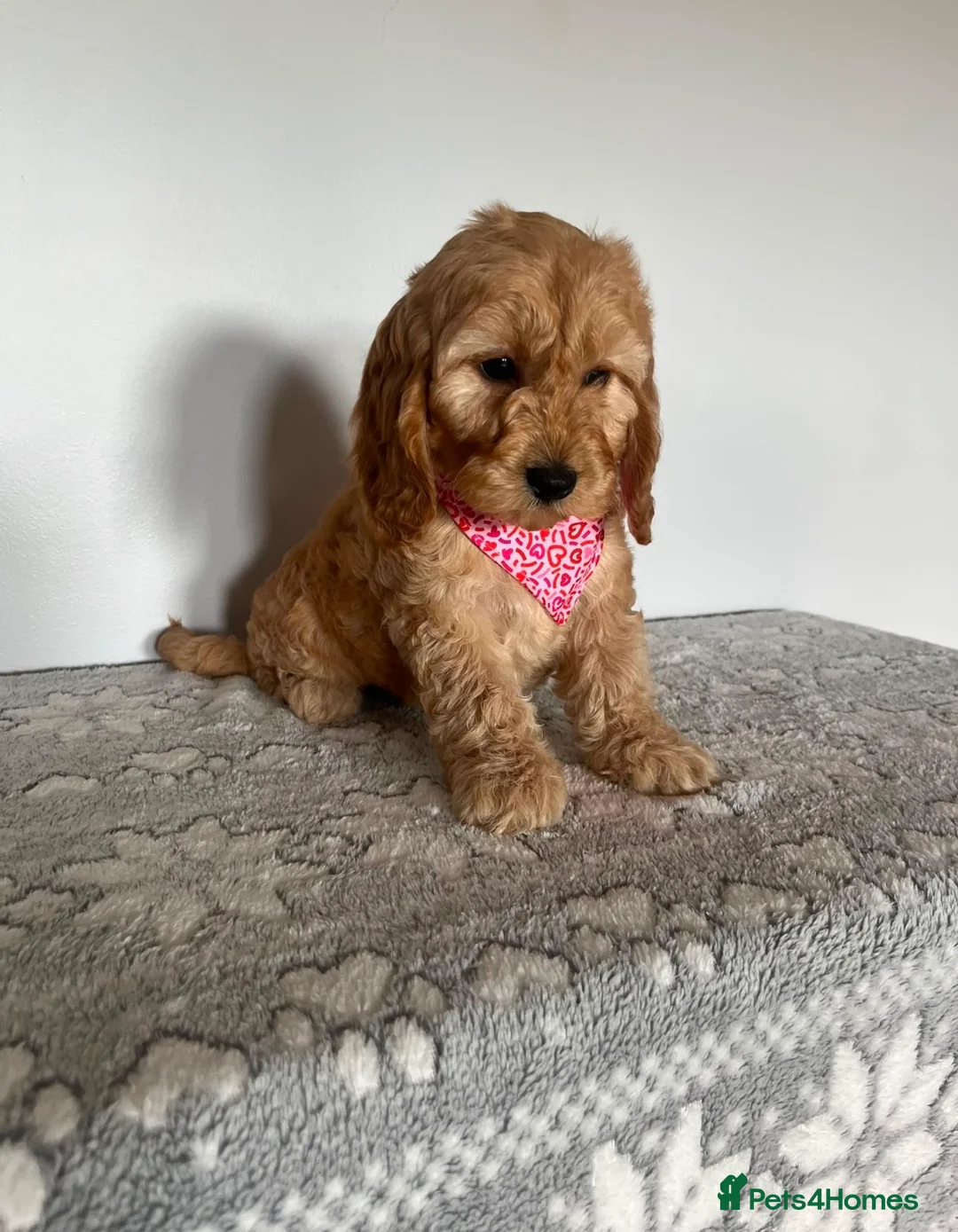 Cockapoo dogs for sale: Gorgeous litter of cockapoo puppies for sale  in Liverpool - Advert 2