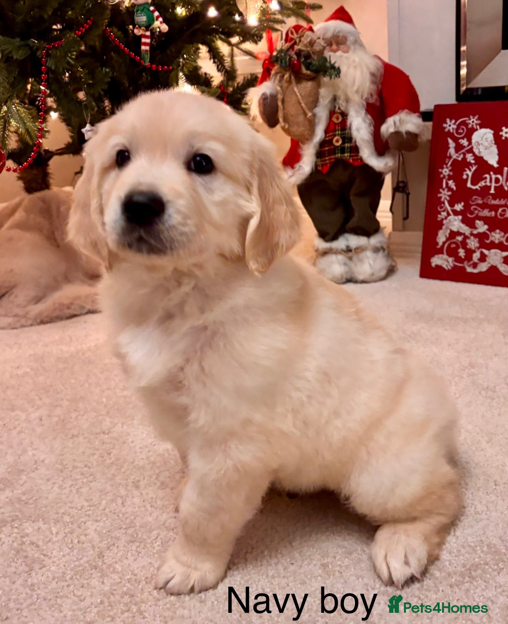 Golden Retriever dogs ** ready to leave golden Retriever puppy ** - Advert 1