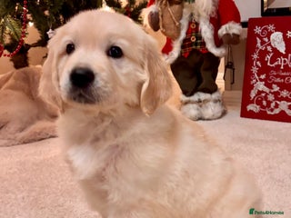 Golden Retriever dogs ** exceptional golden Retriever puppy ** - Advert 6