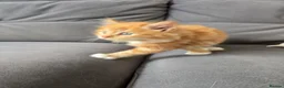 Mixed Breed cats for sale: Ginger fluffy girl for sale - Advert 16