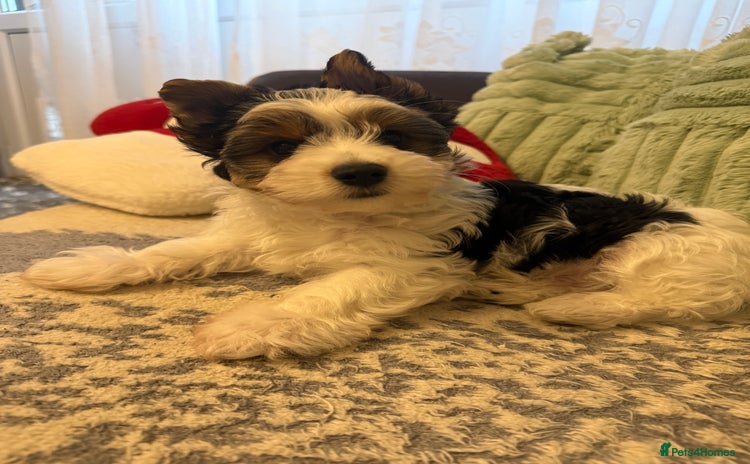 Biewer Terrier dogs - Advert 1