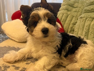 Biewer Terrier dogs - Advert 2