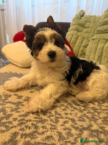 Biewer Terrier dogs - Advert 3