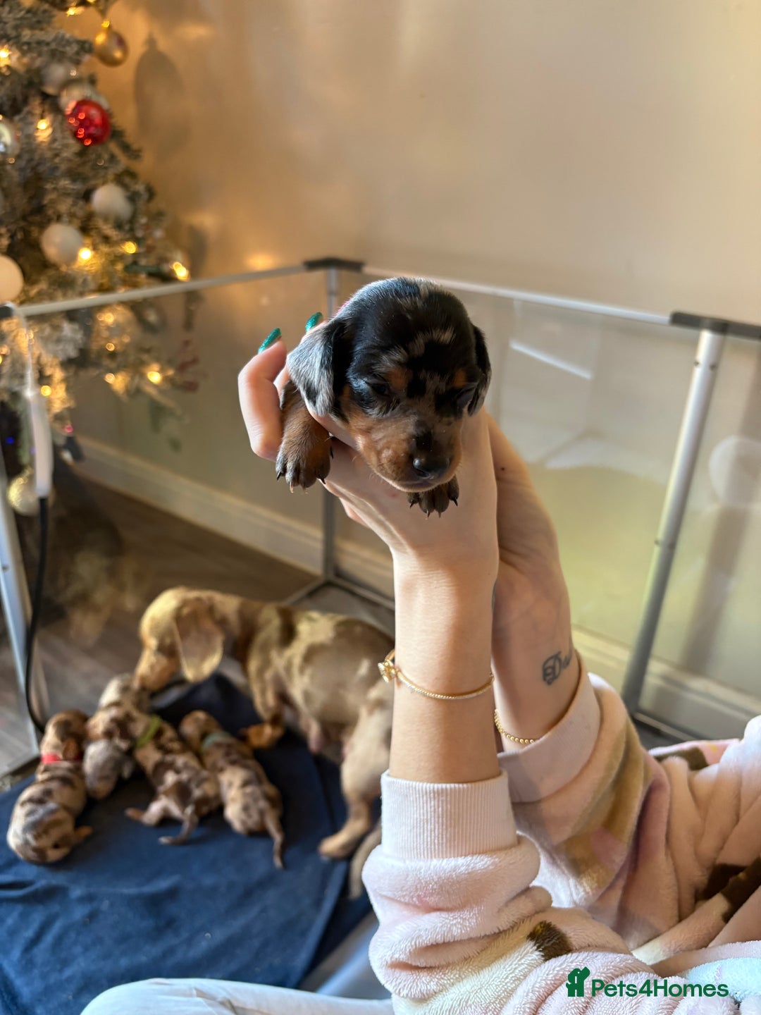 Miniature Dachshund dogs for sale: Miniature dachshund  - Advert 5