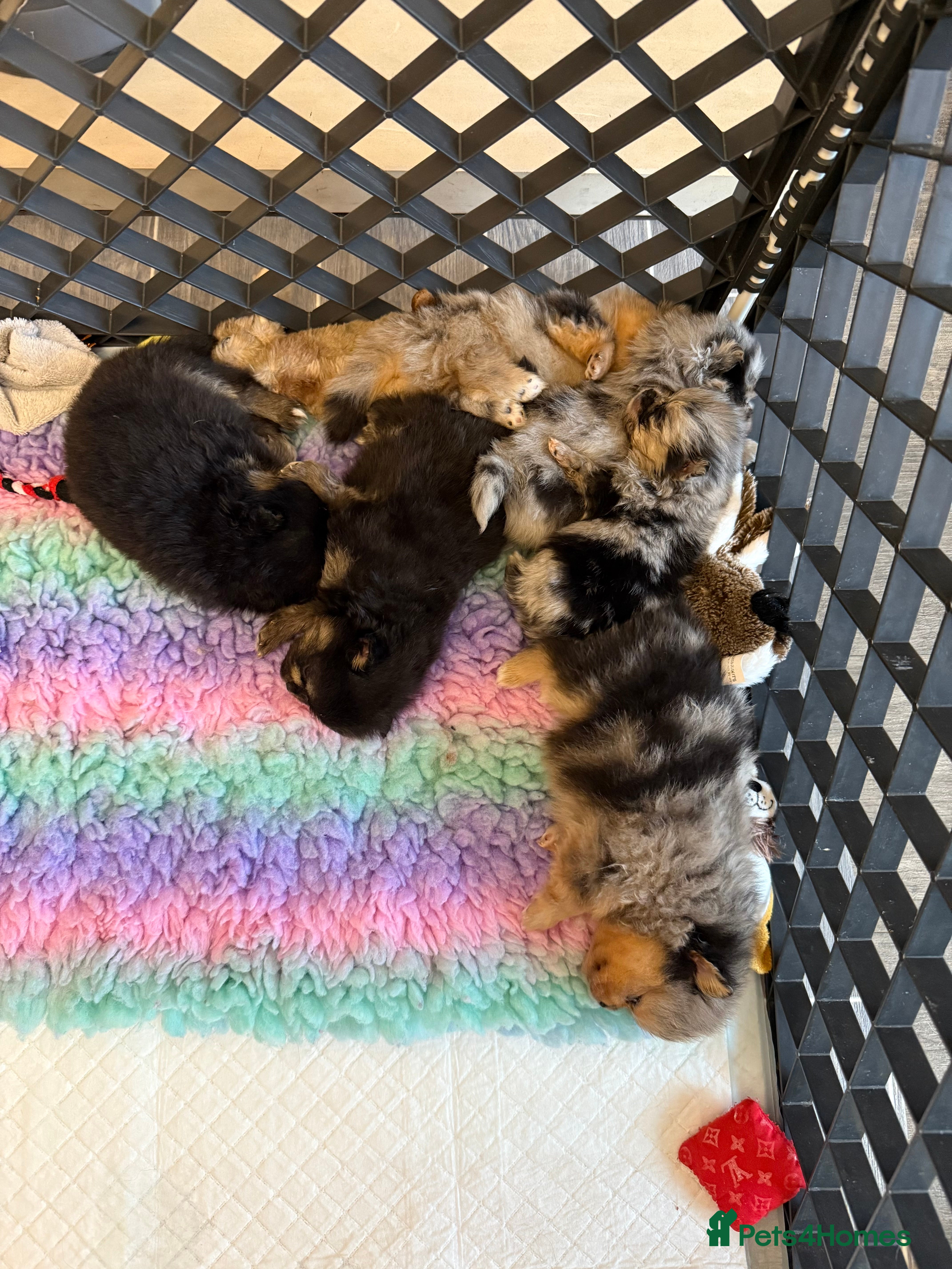 Pomeranian dogs Black and tan girls 🖤🧡💖 - Advert 6