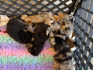 Pomeranian dogs Black and tan girls 🖤🧡💖 - Advert 6