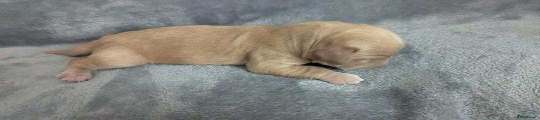 Cocker Spaniel Puppy 4