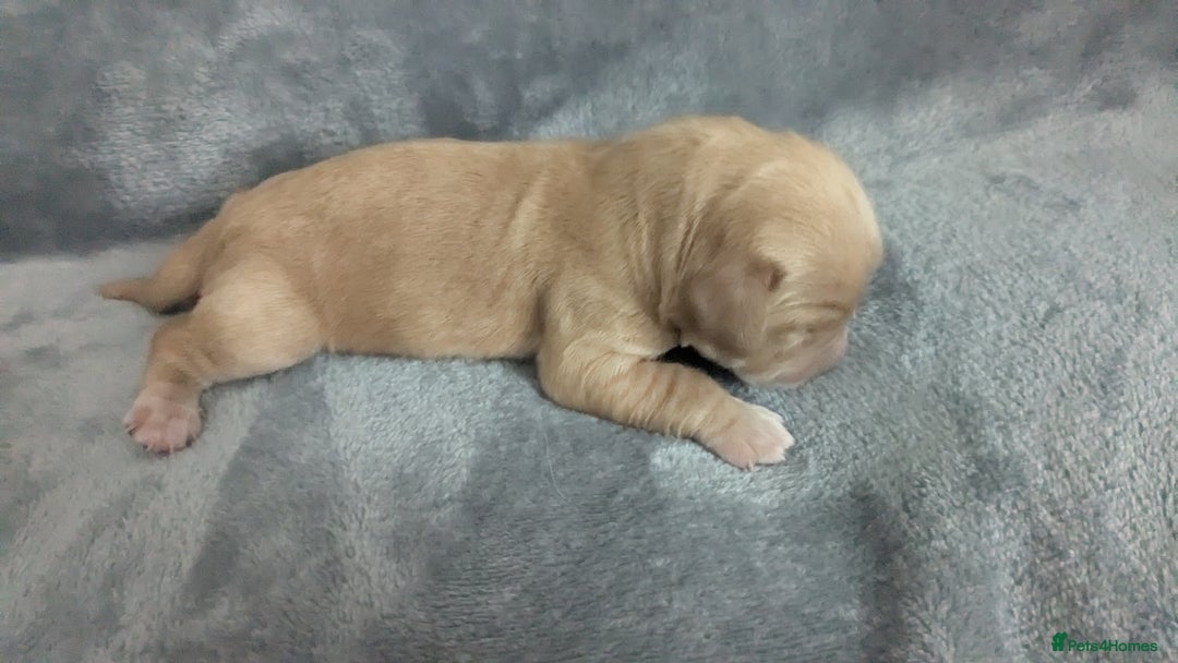 Cocker Spaniel dogs for sale: Adorable Working-Type Cocker Spaniel Puppies  - Image 12