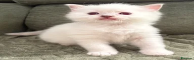 Ragdoll 1