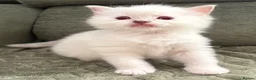 Ragdoll cats for sale: Pure breed ragdolls in Colchester - Advert 6