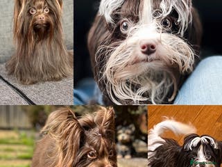 Yorkshire Terrier dogs DNA tested Tiny Biro and Choco Stud Boys in Coventry - Advert 12