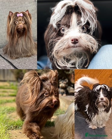 Yorkshire Terrier dogs in Coventry - Advert 1