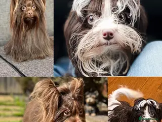 Yorkshire Terrier dogs DNA tested Tiny Biro and Choco Stud Boys in Coventry - Advert 1