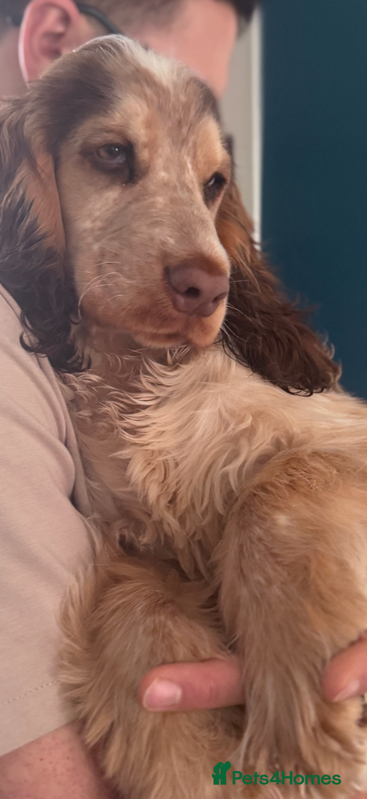 Cocker Spaniel dogs Beautiful show Kc cocker spaniel girl - Advert 1