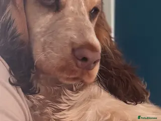 Cocker Spaniel dogs Beautiful show Kc cocker spaniel girl - Advert 1