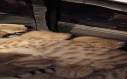 British Shorthair cats for sale: British shorthair - Advert 4