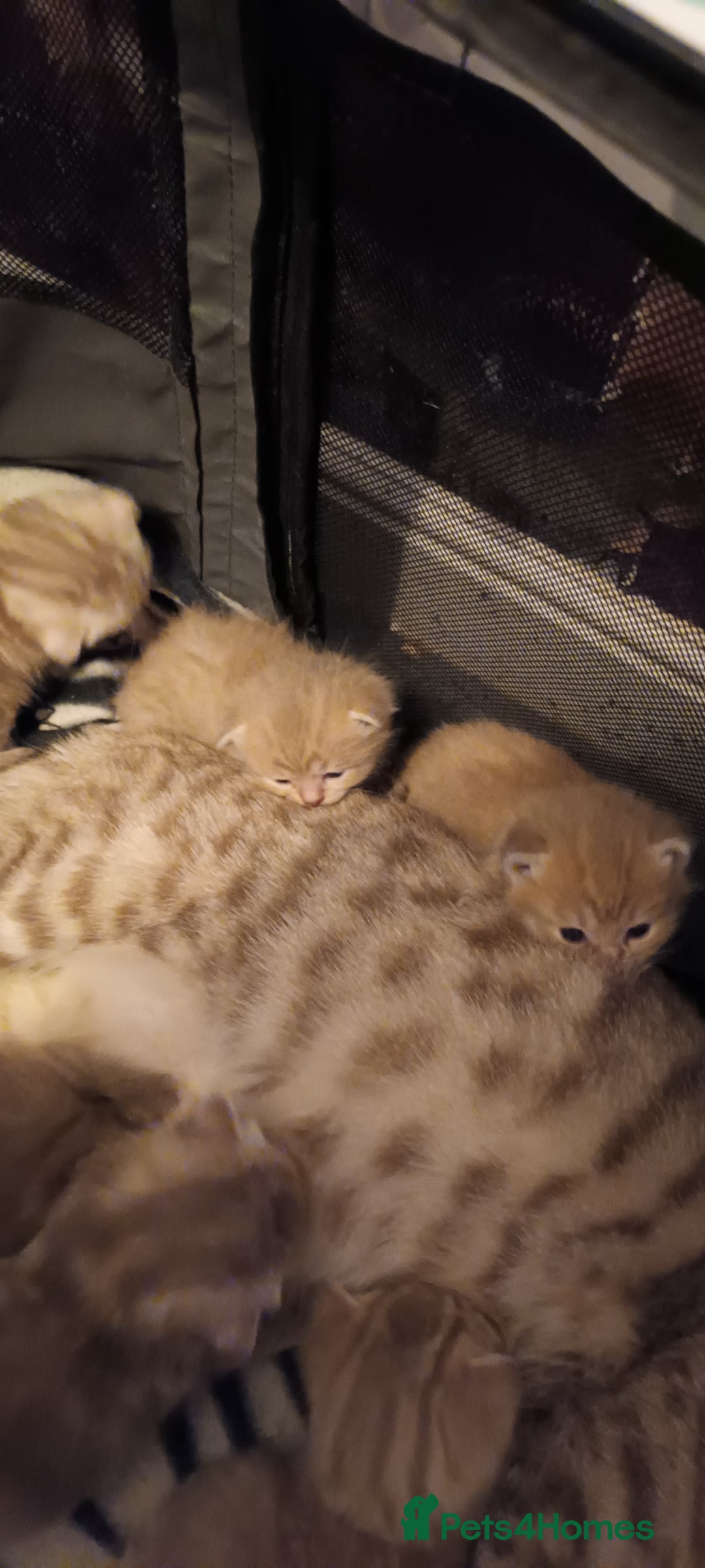 British Shorthair cats for sale: British shorthair - Advert 4