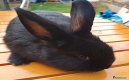 Mini Lop rabbits for sale: Friendly baby rabbits available to loving homes - Image 20
