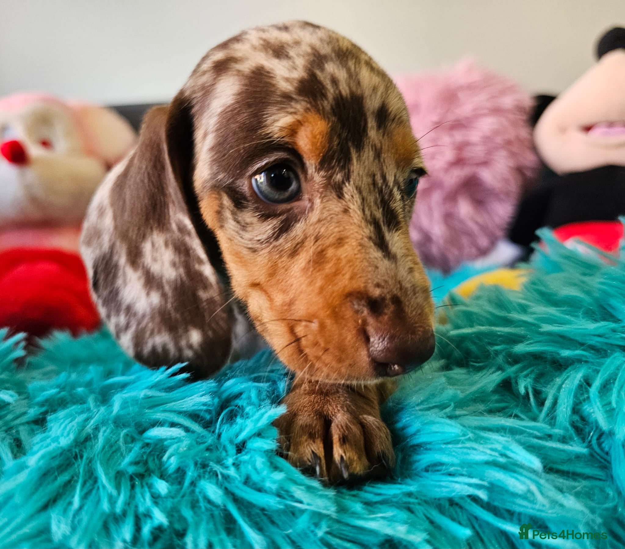 Dachshund dogs Little Sweet Dachshund puppies ready to leave - Advert 16