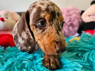 Dachshund dogs Little Sweet Dachshund puppies ready to leave - Advert 9