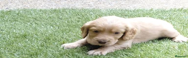 Cocker Spaniel 1