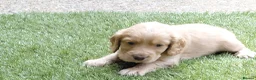 Cocker Spaniel dogs for sale: Working Cocker Spaniel puppies - Advert 9