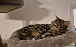 Domestic Shorthair cats for sale: Majestic Cat looking for a loving home - Image 4