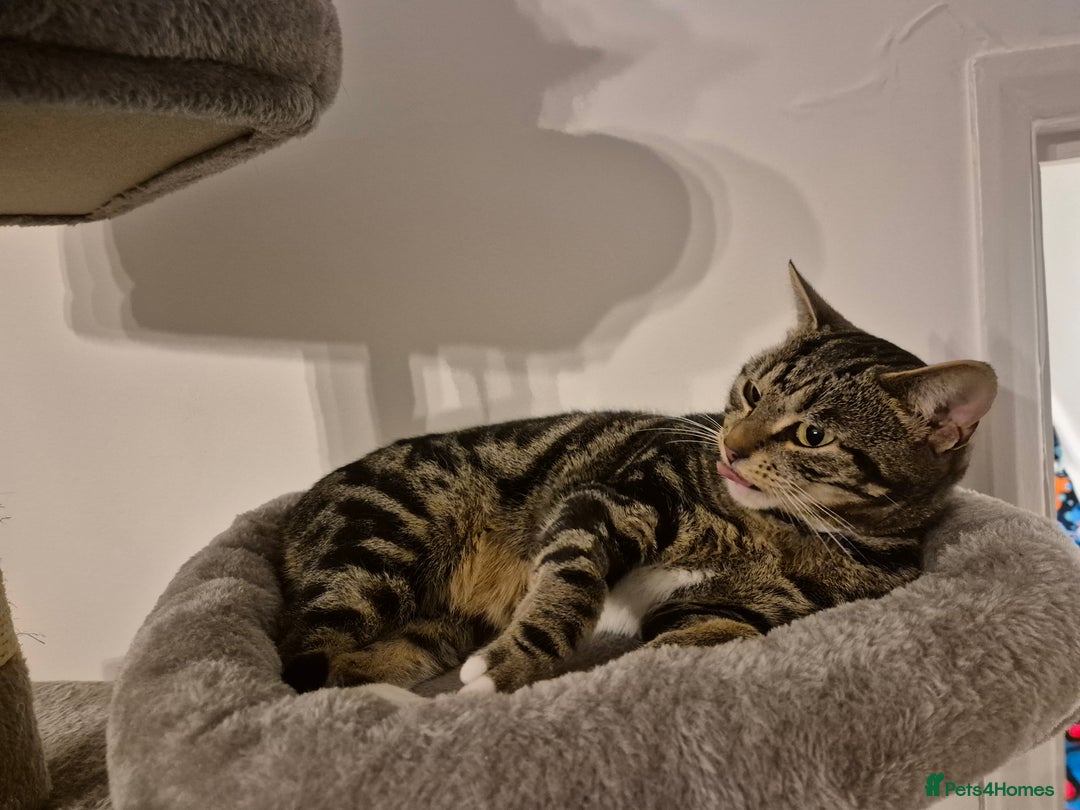 Domestic Shorthair cats for sale: Majestic Cat looking for a loving home - Image 4