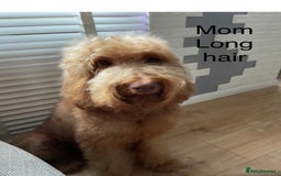 Mixed Breed dogs for sale: Health tested Australian Labradoodles - Image 14