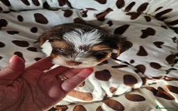 Yorkshire Terrier dogs for sale: DNA TESTED Father - Yorkshire Terrier puppies  - Image 16