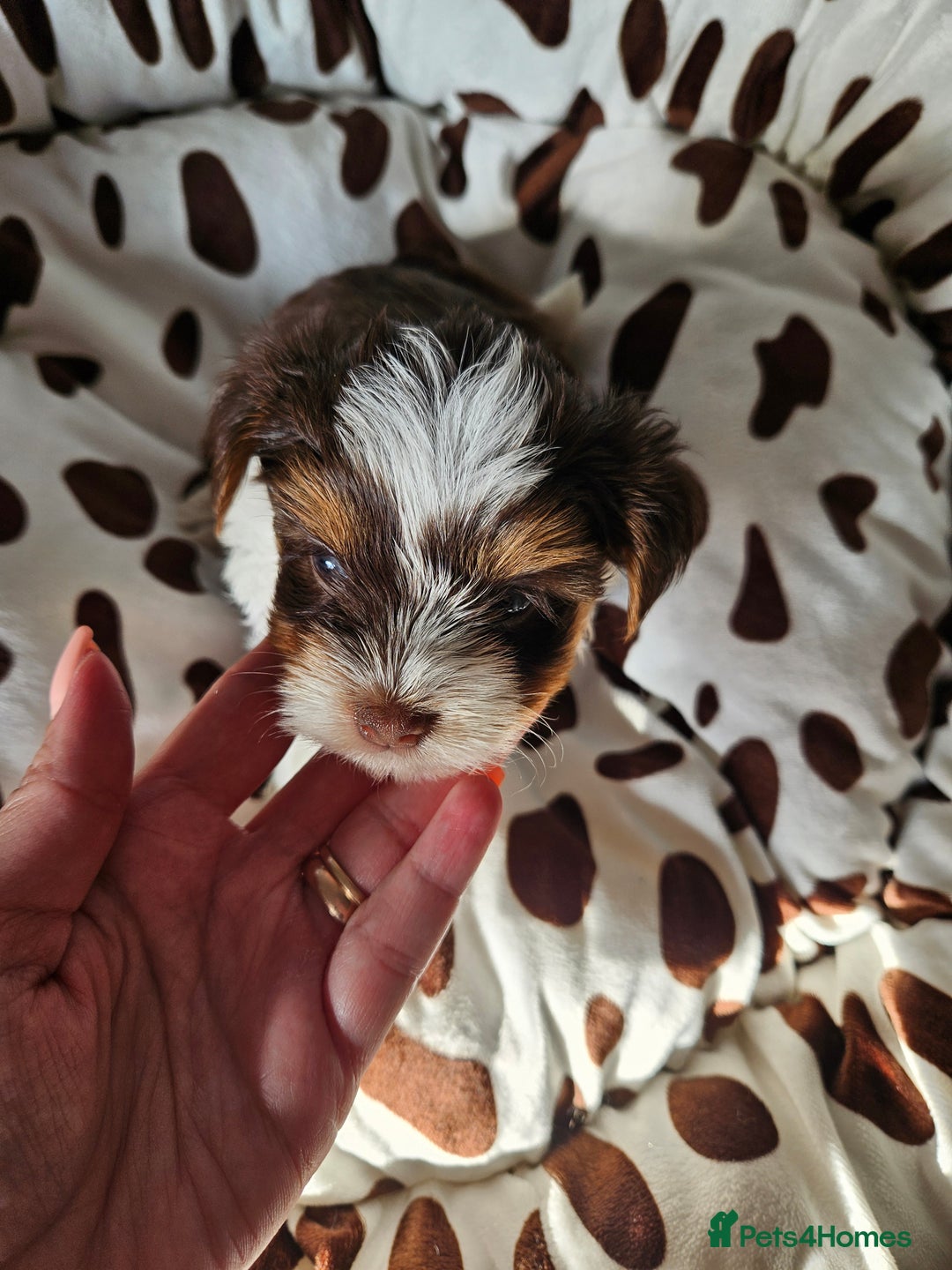 Yorkshire Terrier dogs for sale: DNA TESTED Father - Yorkshire Terrier puppies  - Image 16