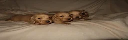 Miniature Dachshund dogs for sale: Here my 4 beautiful miniature dachshund - Advert 11