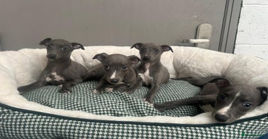 Whippet dogs - Advert 9