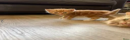 Mixed Breed cats for sale: 4 Ginger Male Kittens from 7th of September  in London - Advert 14