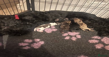 Cockapoo dogs - Advert 11