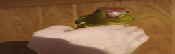 Parakeets birds for sale: Kakariki - Hand Tame - Baby Kakarikis - Advert 13