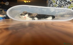 British Shorthair cats for sale: Ready for a loving home now  - Image 15