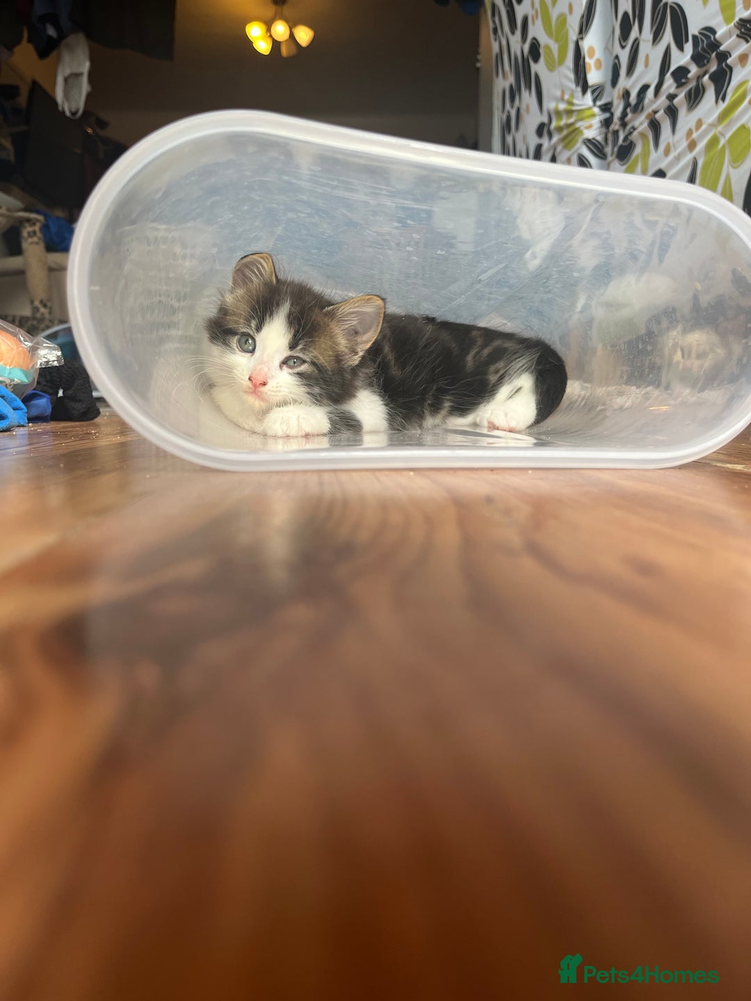 British Shorthair cats for sale: Ready for a loving home now  - Image 15
