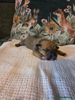 Staffordshire Bull Terrier dogs - Advert 1