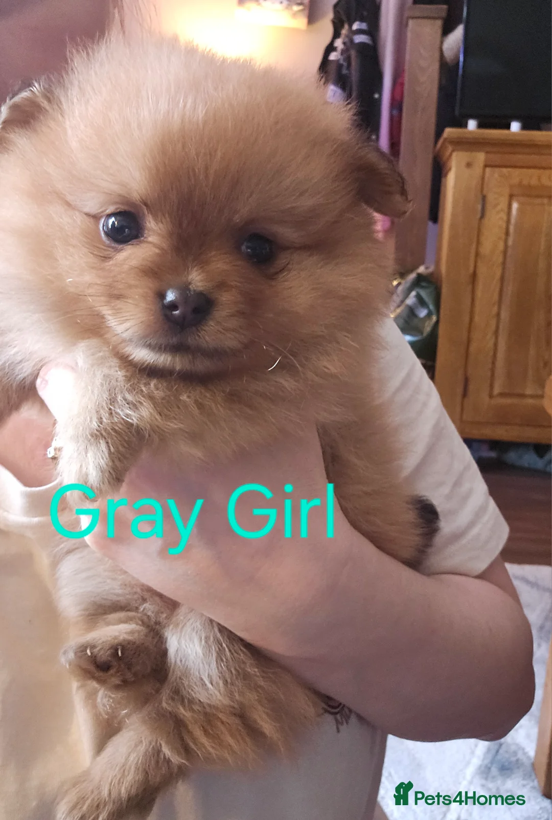 Pomeranian dogs for sale: 4 baby pomeranians for sale - Advert 25