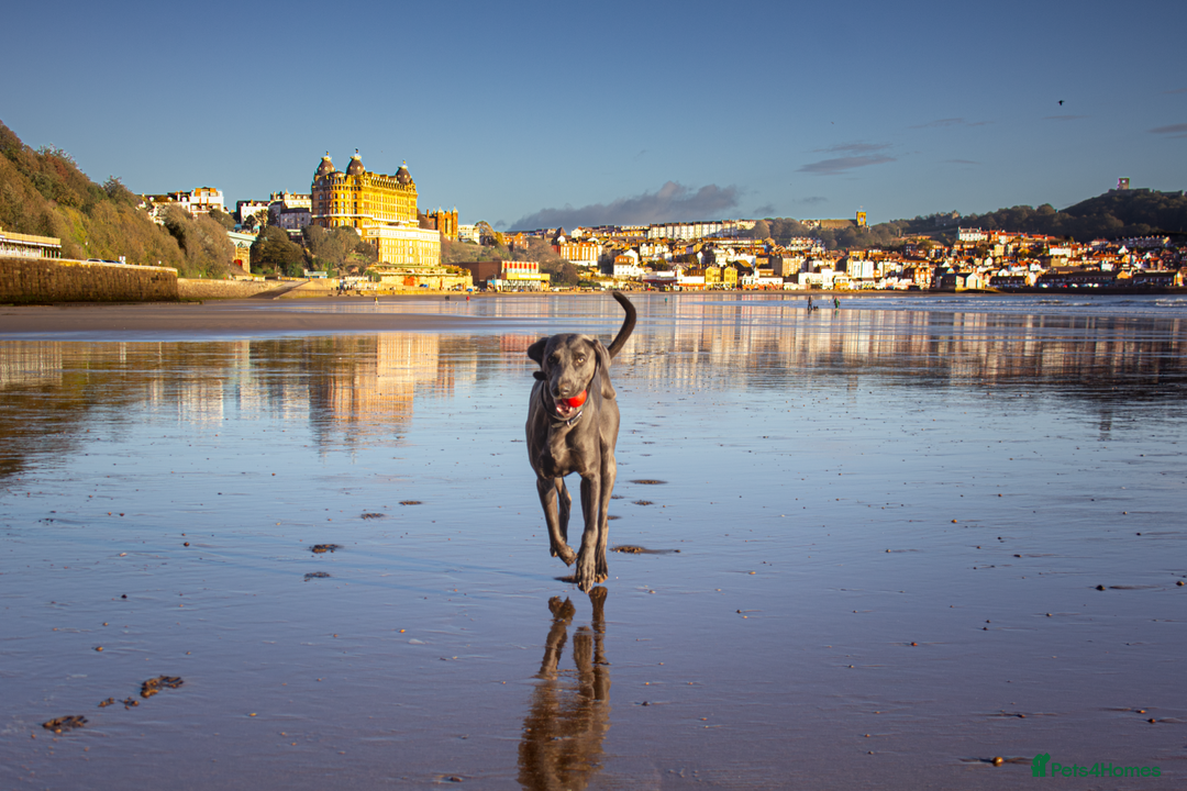 Weimaraner dogs for stud: No Cost 1 Year Old Blue Weimaraner For Stud - Advert 7