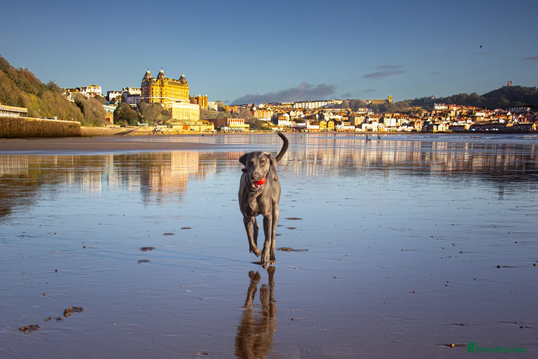 Weimaraner dogs for stud: No Cost 1 Year Old Blue Weimaraner For Stud - Advert 13