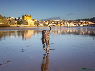 Weimaraner dogs No Cost 1 Year Old Blue Weimaraner For Stud - Advert 2