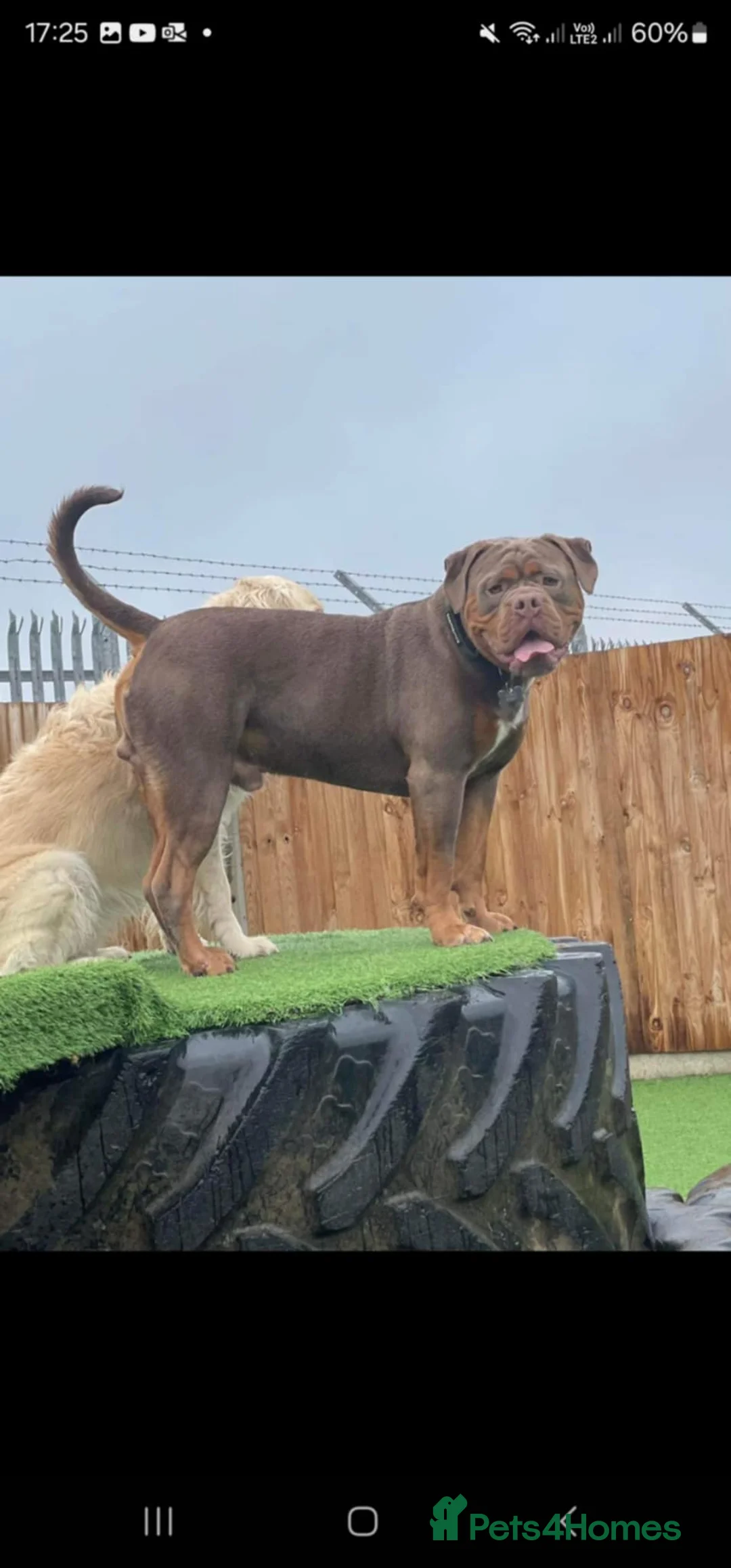 Olde English Bulldogge dogs for stud: Olde English Bulldogge for Stud - Winston in Thetford - Advert 4